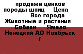 продажа ценков породы шпиц  › Цена ­ 35 000 - Все города Животные и растения » Собаки   . Ямало-Ненецкий АО,Ноябрьск г.